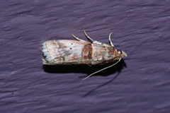 Acrobasis rubrizonella