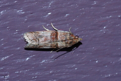 Acrobasis rubrizonella