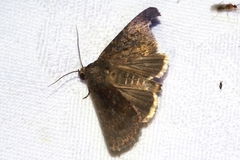 Amphipyra okinawensis