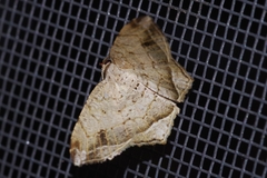 Oxymacaria temeraria