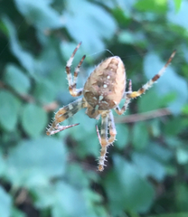 Araneus diadematus