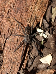 Tasmanicosa godeffroyi