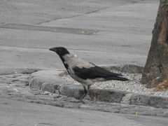 Corvus cornix