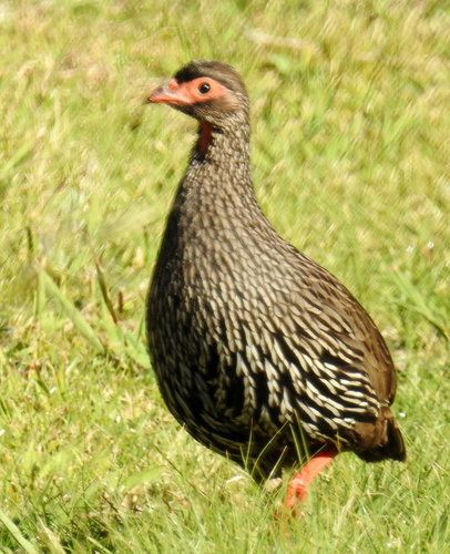 Red-necked Spurfowl