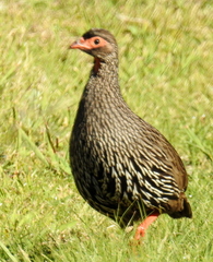 Pternistis afer castaneiventer