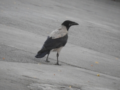 Corvus cornix