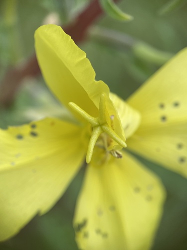 iNaturalist observation photo of tall evening primrose