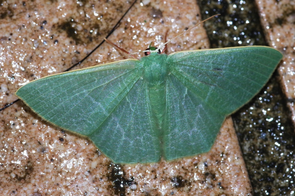Thalassodes intaminata