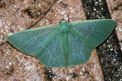 Thalassodes intaminata