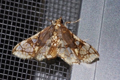 Omphisa anastomosalis