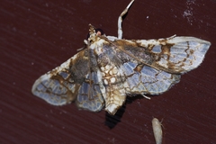 Omphisa anastomosalis