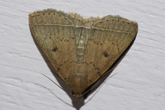 Simplicia discosticta