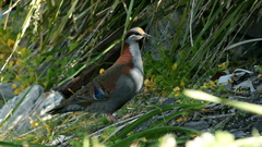 Phaps elegans