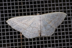 Scopula coniaria