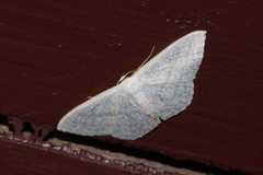 Scopula coniaria