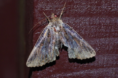Ercheia dubia