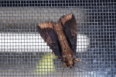 Ercheia dubia