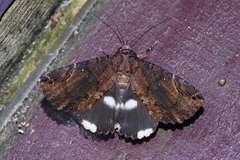 Ercheia dubia