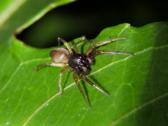 Trachelas volutus