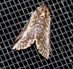 Lophoptera vittigera