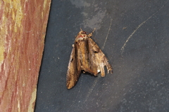 Ercheia dubia