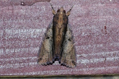 Ercheia dubia