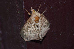 Ercheia dubia
