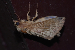 Ercheia dubia