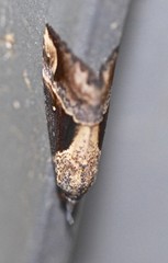 Dichromia quinqualis