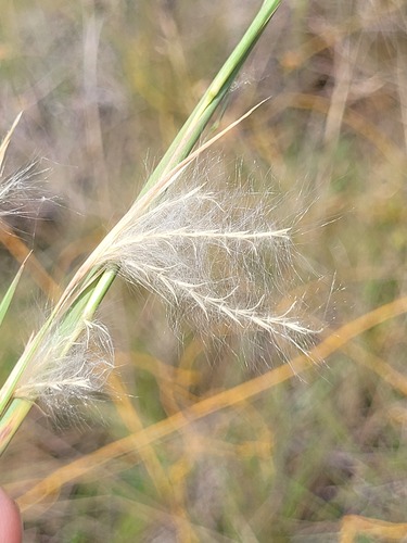 Andropogon leucostachyus observed 2025-04-28