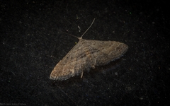 Araeopteron canescens