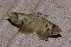 Krananda semihyalina