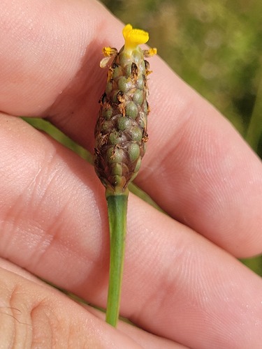 Xyris laxifolia var. laxifolia
