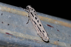 Ethmia assamensis