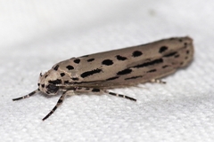 Ethmia assamensis