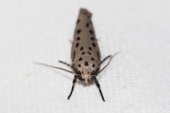 Ethmia assamensis