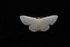 Idaea neovalida