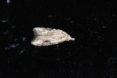 Peragrarchis syncolleta
