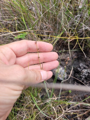 Scleria hirtella, 2025-04-28