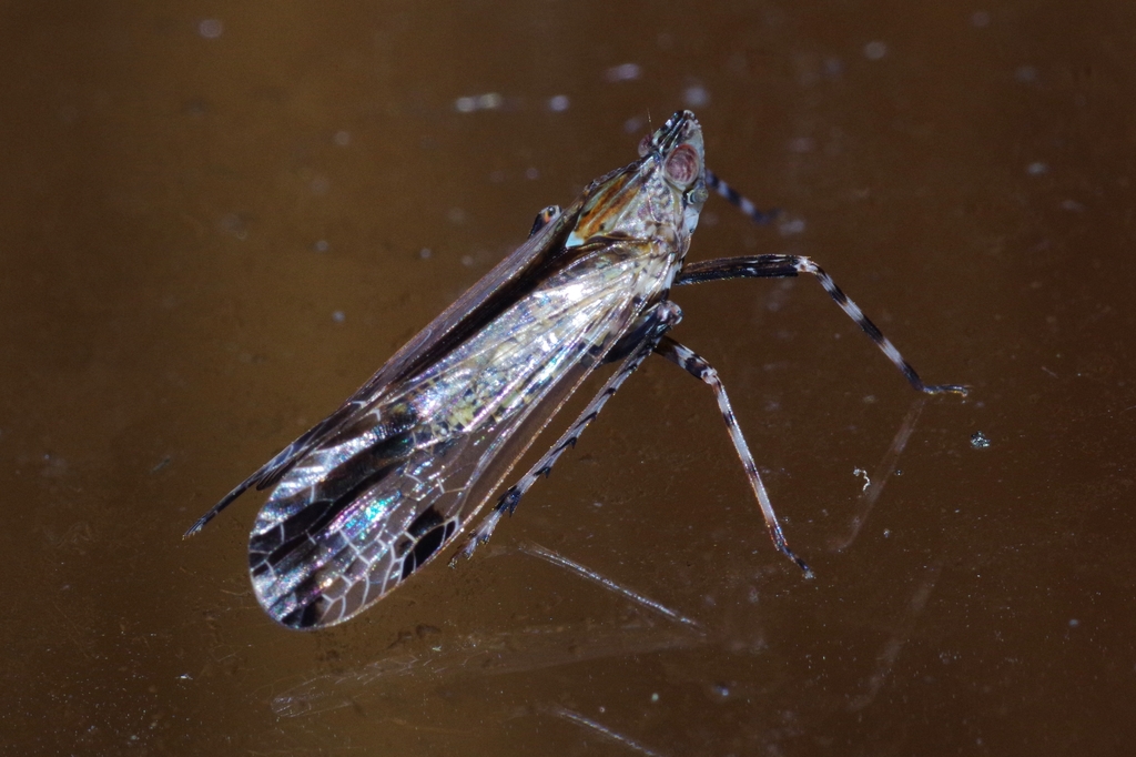 Orthopagus lunulifer