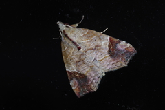 Olulis japonica