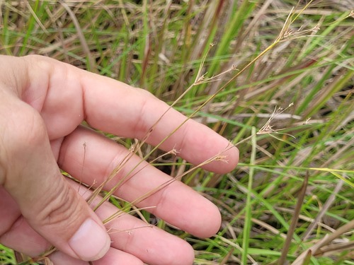 Rhynchospora triflora observed 2025-04-28