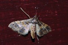 Hydriris ornatalis