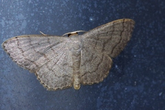 Scopula plumbearia