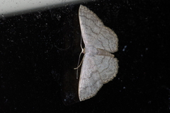 Scopula plumbearia