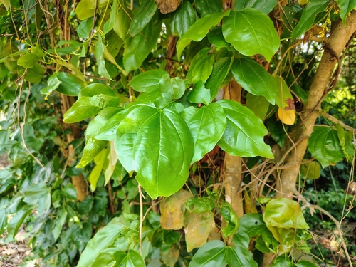 Foto de Noz-vômica