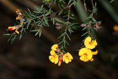 Pultenaea juniperina
