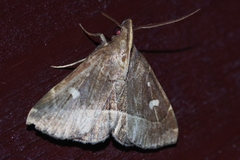 Cidariplura gladiata