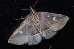 Cidariplura gladiata