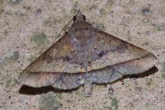 Hypospila bolinoides